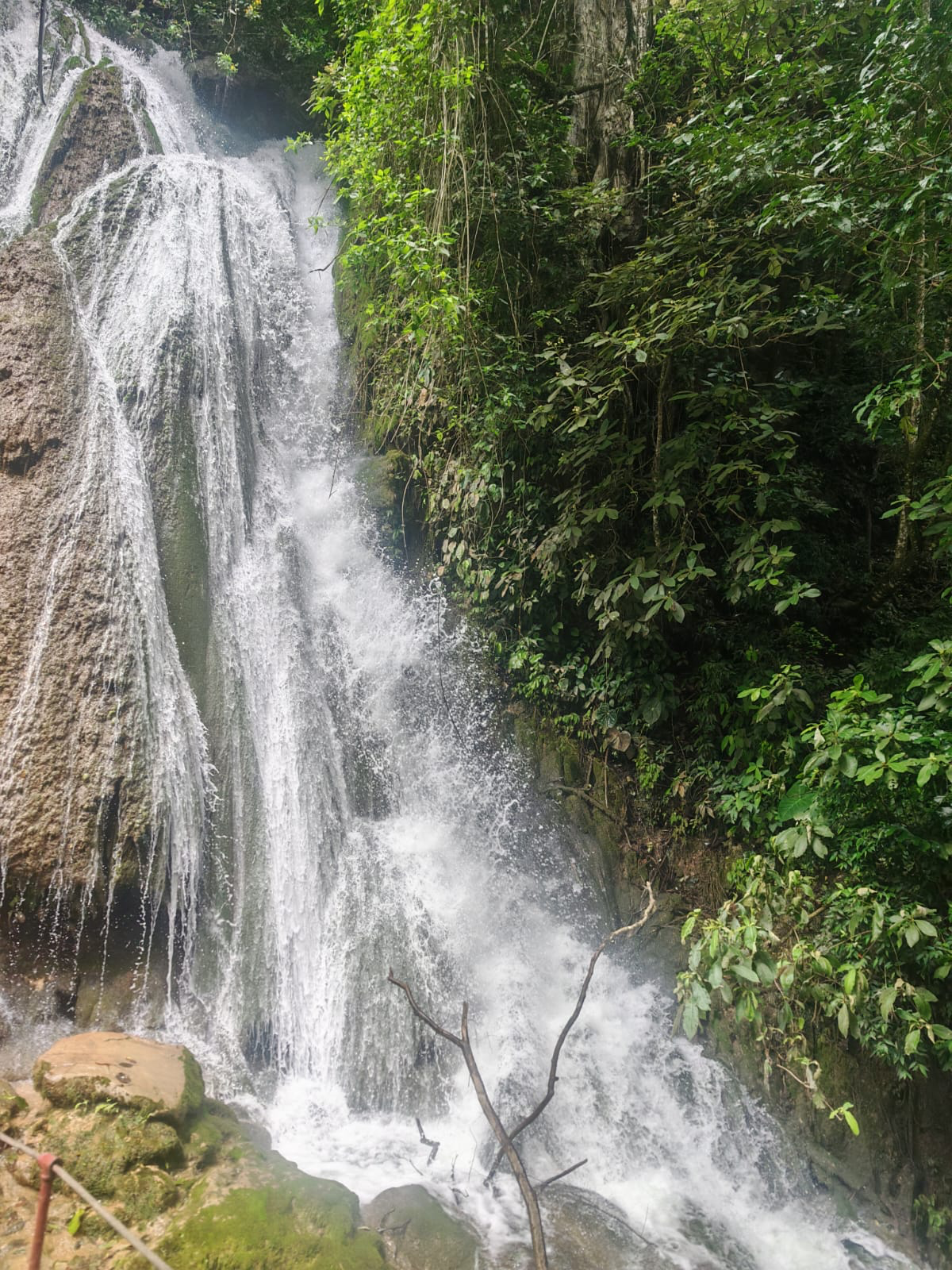 Cascada entre la vegetación
