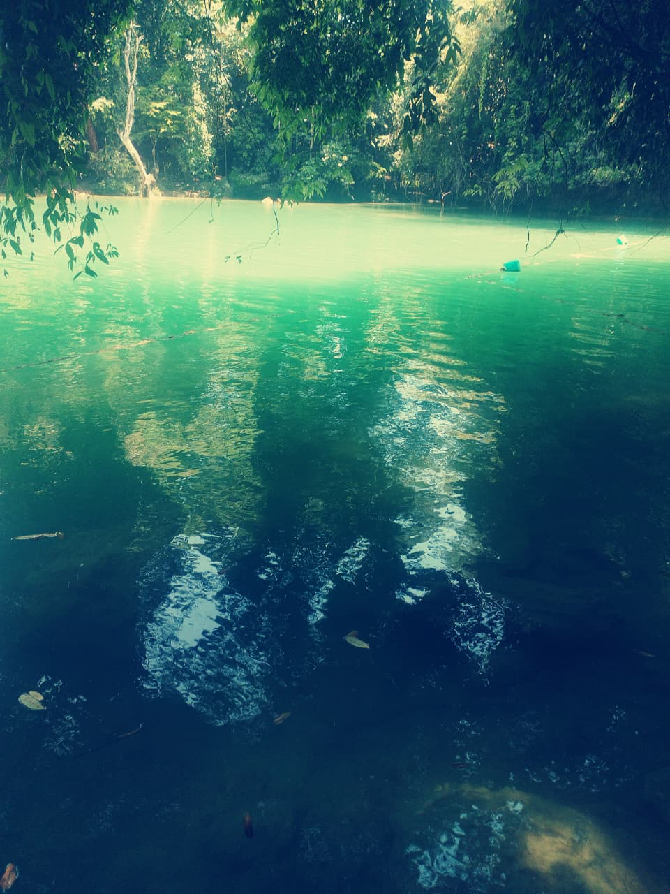 Agua turquesa entre árboles