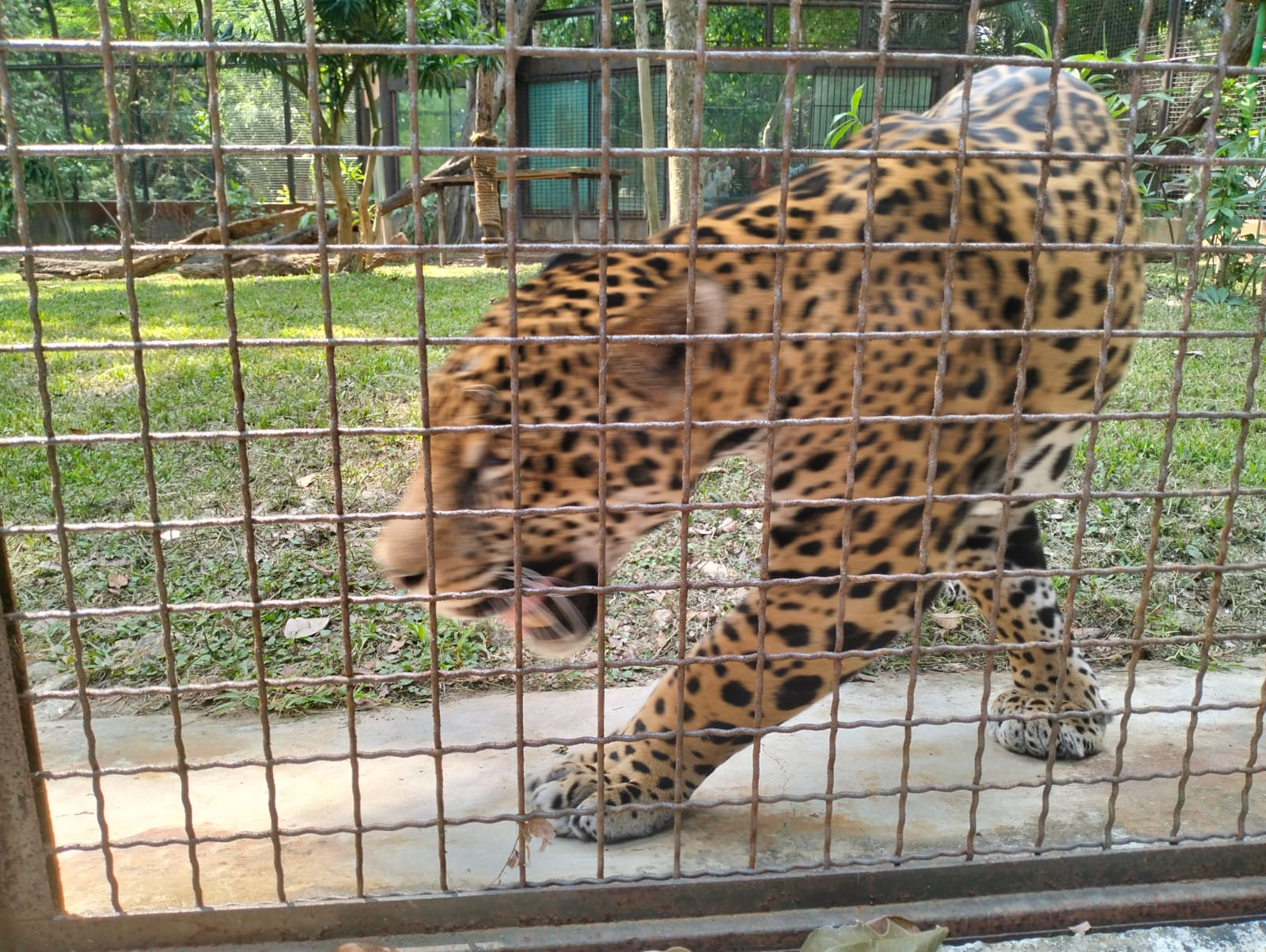 Felino detrás de una malla